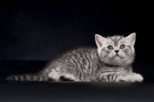 Дополнительные фото: Британские котята - серебристая пятнистая девочка