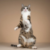 Дополнительные фото: Котик Бенни, ласковый и умный, в добрые руки.