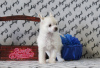 Фото №2 к объявлению №39509 о продаже китайскую хохлатую собаку - купить в России из питомника