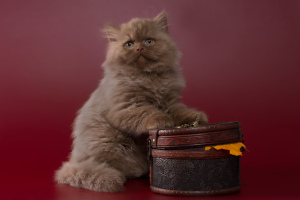 Дополнительные фото: Шотландские котята - циннамоновый мальчик хайленд-страйт
