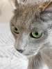 Фото №3. русская голубая кошка. Нидерланды