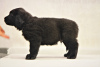 Фото №2 к объявлению №30089 о продаже бурят-монгольского волкодава - купить в России частное объявление, из питомника
