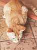 Дополнительные фото: Рыжая кошечка котенок Апельсинка в поисках семьи!
