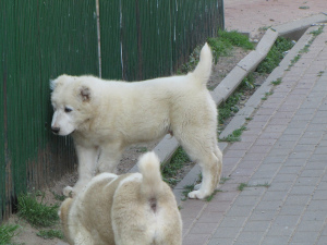 Фото №3. Среднеазиатская овчарка щенки.  Беларусь