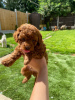 Фото №3. very playful Toy poodle puppies for free adoption.  Германия