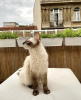 Фото №3. Сиамская кошка. Германия