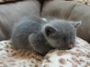 Фото №3. Cute British-shorthair kitten for frr adoption. Германия