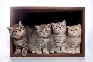 Фото №3. Британские котята пятнистых и мраморных окрасов. Беларусь