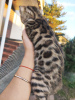 Фото №3. Бенгал, бенгaльская кошка, котята. Беларусь