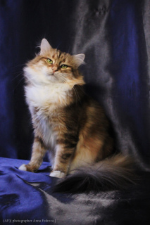Дополнительные фото: Сибирский золотой кот