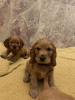 Дополнительные фото: Прекрасные щенки американского кокер-спаниеля на усыновление.