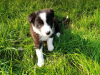 Фото №3. Adorable Border Collie puppies for free adoption.  Германия