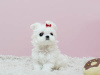 Фото №3. Cute Maltese puppies available for free adoptoin.  Германия