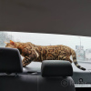 Фото №3. Бенгальский кот приглашает на вязку в  Беларуси. Объявление №8972