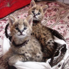 Фото №3. Kvalitets Africa serval katt til salgs og savannah katt для усыновления. Норвегия