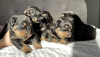 Фото №3. Клуб собаководов зарегистрировал красивых щенков ротвейлера..  Великобритания