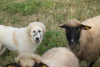 Дополнительные фото: Щенки пиренийской горной собаки