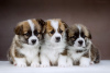 Фото №3. Шикарные щенки вельш-корги пемброк.  Россия