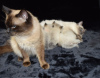 Фото №3. Домашние котята рэгдолл на продажу теперь доступны в Loving Homes. Германия