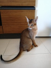 Фото №3. Очень ласковый абиссинский котенок, абиссинские котята. Албания