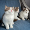 Фото №3. Предлагаются к продаже британские короткошерстные котята.. Гонконг