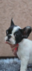 Дополнительные фото: Красивые щенки французского бульдога