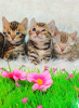 Дополнительные фото: Бенгальская кошка - Бенгальские котята