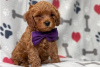 Фото №3. Beautiful Cavapoo Puppies For free adoption.  Германия