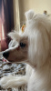 Фото №2 к объявлению №95462 о продаже китайскую хохлатую собаку - купить в России частное объявление