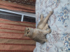 Дополнительные фото: Шотландские котята. Золотая шиншилла.