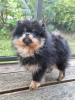 Дополнительные фото: Сute black&tan Pomeranian puppy