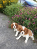 Фото №3. Adorable Cavalier King Charles Puppies for free adoption.  Германия