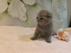 Дополнительные фото: Котята шотландской вислоухой породы уже в продаже