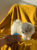 Фото №3. Cute Maltese puppies available for free adoptoin.  Германия