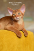Дополнительные фото: Абиссинские котята из питомника с документами