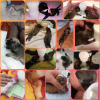 Дополнительные фото: Соска-стаканчик для выкармливания новорождённых щенков и котят