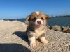 Дополнительные фото: I sell Pembroke corgi puppies