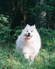 Фото №4. Вязка самоедскую собаку в  Беларуси. Объявление №8047