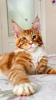 Фото №3. Шикарный котенок Мейнкун. Турция
