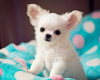 Дополнительные фото: Wunderschöne Chihuahua-Welpen stehen zur Adoption zur Verfügung