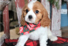 Фото №3. Adorable Cavalier King Charles Puppies for free adoption.  Германия