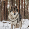 Фото №4. Продажа волчью собаку сарлоса в Солигорске из питомника, заводчик - цена 71500₽