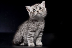 Дополнительные фото: Британские котята - серебристая пятнистая девочка