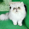 Фото №3. Продаются очаровательные породистые персидские котята.. Финляндия