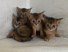 Дополнительные фото: Абиссинские котята