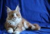 Фото №3. Продаётся шикарный кот от титулованых родителей питомник Mariburg,. Россия