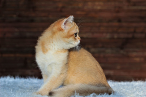 Фото №2 к объявлению №7072 о продаже шиншилла кошка - купить в Беларуси заводчик