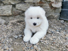 Фото №2 к объявлению №49055 о продаже самоедскую собаку - купить в Франции заводчик