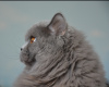 Фото №3. Британский длинношерстный кот. Беларусь