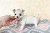 Дополнительные фото: Adorable Chihuahua Puppies for free adoption